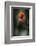 Red Poppy-Ursula Abresch-Framed Photographic Print