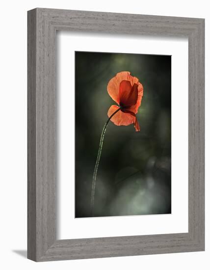 Red Poppy-Ursula Abresch-Framed Photographic Print