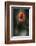 Red Poppy-Ursula Abresch-Framed Photographic Print