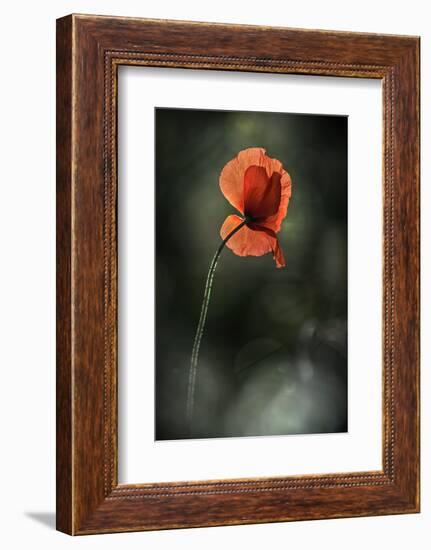 Red Poppy-Ursula Abresch-Framed Photographic Print