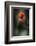 Red Poppy-Ursula Abresch-Framed Photographic Print