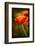 Red Poppy-Ursula Abresch-Framed Photographic Print