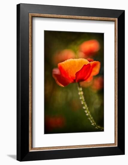 Red Poppy-Ursula Abresch-Framed Photographic Print