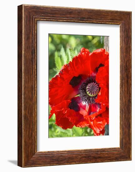 Red poppy-Jim Engelbrecht-Framed Photographic Print