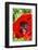 Red poppy-Jim Engelbrecht-Framed Photographic Print