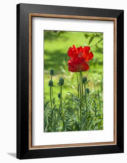 Red poppy-Lisa S. Engelbrecht-Framed Photographic Print