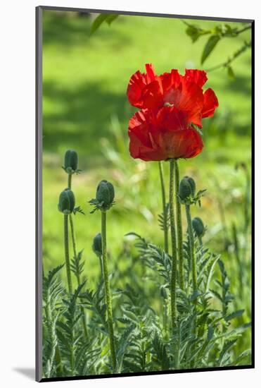 Red poppy-Lisa S. Engelbrecht-Mounted Photographic Print