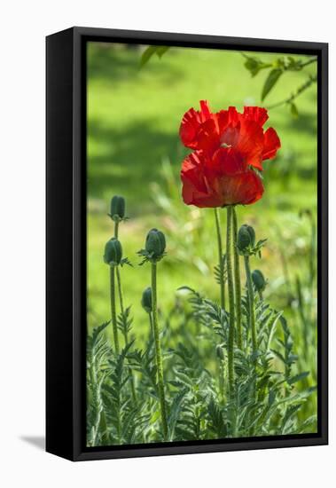 Red poppy-Lisa S. Engelbrecht-Framed Premier Image Canvas