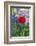 Red poppy-Lisa S. Engelbrecht-Framed Photographic Print