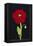 Red Poppy-Soraya Chemaly-Framed Premier Image Canvas