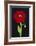 Red Poppy-Soraya Chemaly-Framed Giclee Print