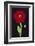 Red Poppy-Soraya Chemaly-Framed Giclee Print