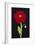 Red Poppy-Soraya Chemaly-Framed Giclee Print