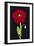 Red Poppy-Soraya Chemaly-Framed Giclee Print