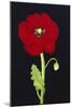 Red Poppy-Soraya Chemaly-Mounted Giclee Print