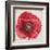 Red Poppy-Patricia Pinto-Framed Art Print