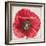 Red Poppy-Patricia Pinto-Framed Art Print