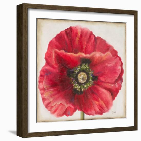 Red Poppy-Patricia Pinto-Framed Art Print