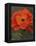 Red Poppy-John Zaccheo-Framed Premier Image Canvas