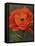 Red Poppy-John Zaccheo-Framed Premier Image Canvas