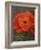 Red Poppy-John Zaccheo-Framed Giclee Print