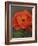 Red Poppy-John Zaccheo-Framed Giclee Print