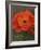 Red Poppy-John Zaccheo-Framed Giclee Print