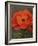 Red Poppy-John Zaccheo-Framed Giclee Print