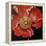 Red Poppy-Cherie Roe Dirksen-Framed Premier Image Canvas