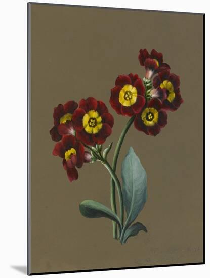 Red Primula Auricula, 1830 (W/C and Bodycolour on Paper with a Prepared Ground)-Louise D'Orleans-Mounted Giclee Print
