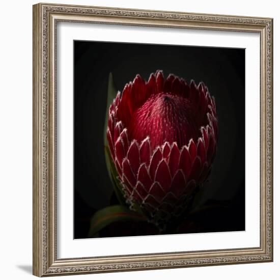 Red Protea Ready to Open-George Oze-Framed Photographic Print