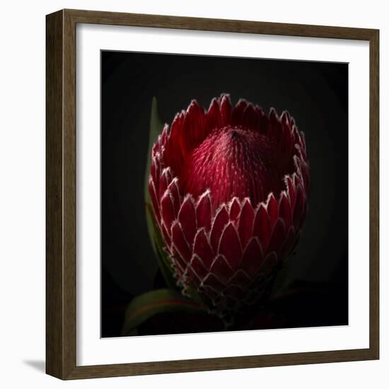 Red Protea Ready to Open-George Oze-Framed Photographic Print