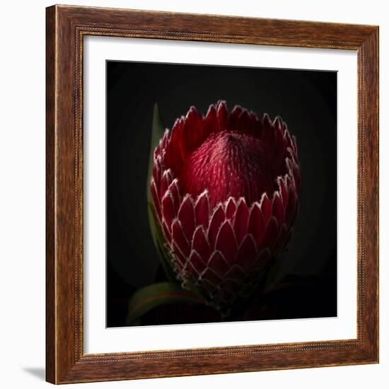 Red Protea Ready to Open-George Oze-Framed Photographic Print