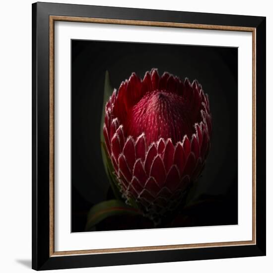 Red Protea Ready to Open-George Oze-Framed Photographic Print