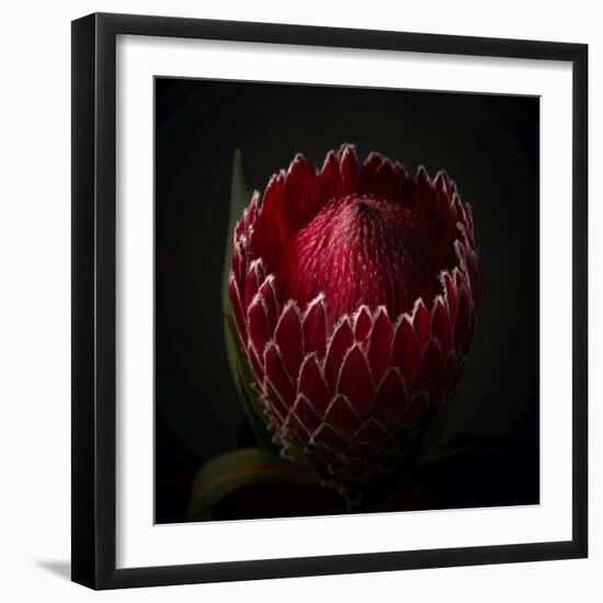 Red Protea Ready to Open-George Oze-Framed Photographic Print