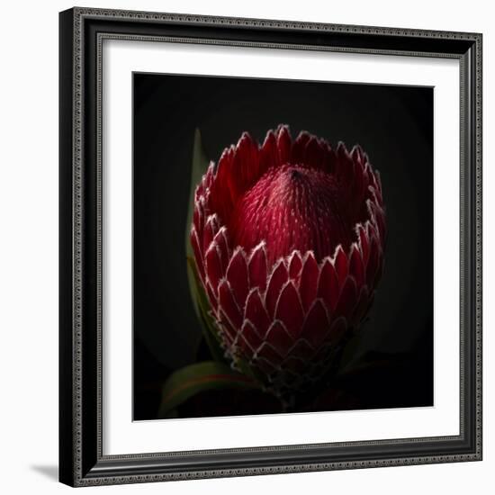 Red Protea Ready to Open-George Oze-Framed Photographic Print