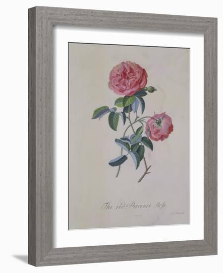 Red Provence Rose, A Botanical Illustration-Georg Dionysius Ehret-Framed Giclee Print