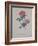 Red Provence Rose, A Botanical Illustration-Georg Dionysius Ehret-Framed Giclee Print