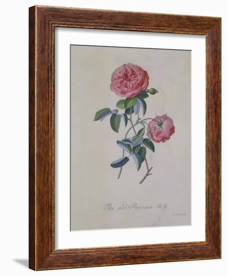 Red Provence Rose, A Botanical Illustration-Georg Dionysius Ehret-Framed Giclee Print