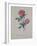 Red Provence Rose, A Botanical Illustration-Georg Dionysius Ehret-Framed Giclee Print