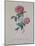 Red Provence Rose, A Botanical Illustration-Georg Dionysius Ehret-Mounted Giclee Print