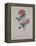 Red Provence Rose, A Botanical Illustration-Georg Dionysius Ehret-Framed Premier Image Canvas