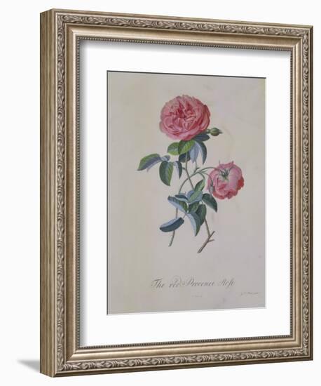 Red Provence Rose, A Botanical Illustration-Georg Dionysius Ehret-Framed Giclee Print