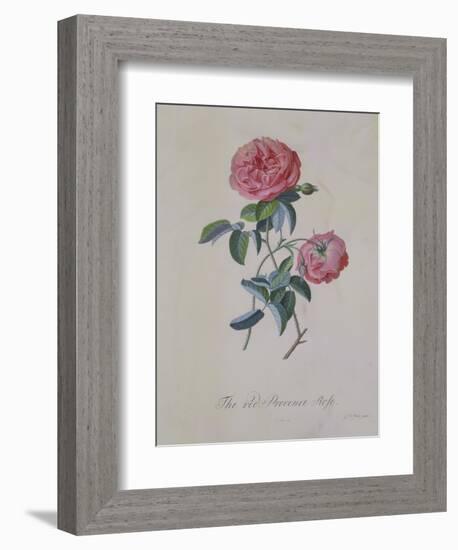 Red Provence Rose, A Botanical Illustration-Georg Dionysius Ehret-Framed Giclee Print