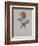 Red Provence Rose, A Botanical Illustration-Georg Dionysius Ehret-Framed Giclee Print