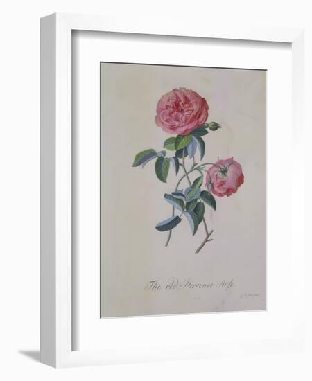 Red Provence Rose, A Botanical Illustration-Georg Dionysius Ehret-Framed Giclee Print