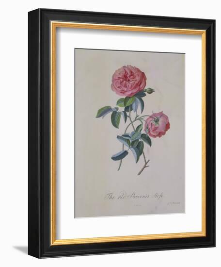 Red Provence Rose, A Botanical Illustration-Georg Dionysius Ehret-Framed Giclee Print