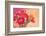 Red Ranunculus Flowers-Tsokur-Framed Photographic Print
