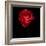 Red Ranunculus-Magda Indigo-Framed Photographic Print