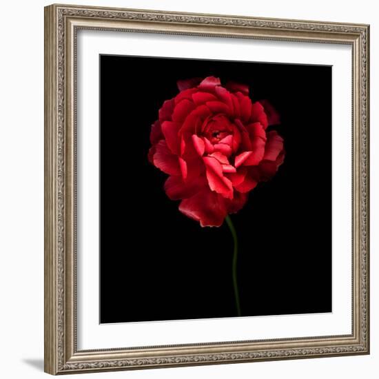 Red Ranunculus-Magda Indigo-Framed Photographic Print